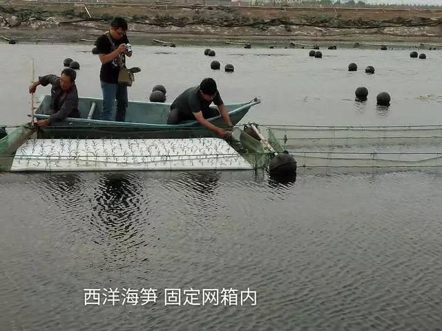 海水也能种植？海水种植+海水养殖=海水立体农业