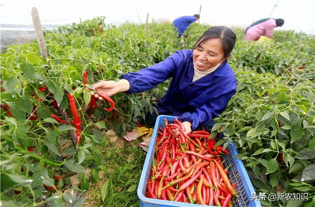 辣椒塑料大棚栽培管理！提高塑料大棚辣椒种植水平，增加产量