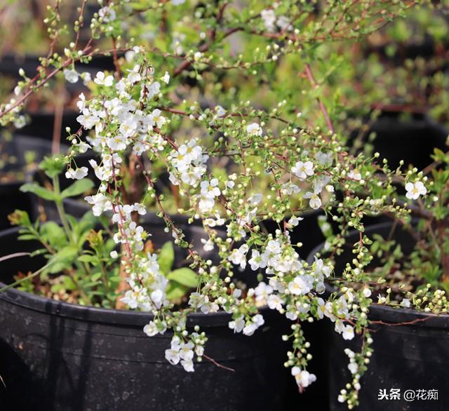 洁白如雪的喷雪花，花量大，花开美，种在庭院，花期压弯枝！