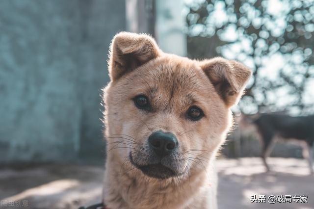 目前肉狗养殖存在的问题