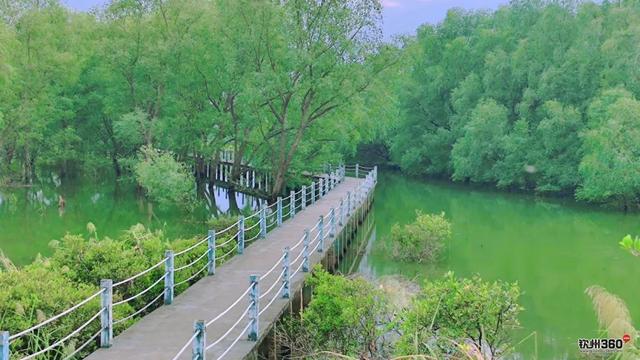 藏在钦州康熙岭海堤的“秘密”栈道，还有一群“白色精灵”