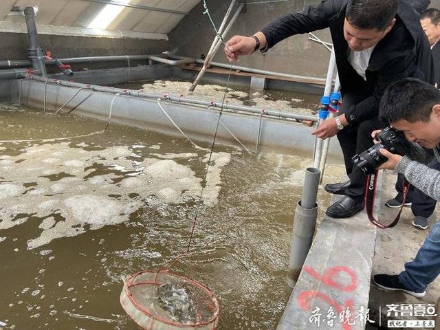 行走海岸线｜友发水产7万亩无公害海水养殖场，一水多用零排放