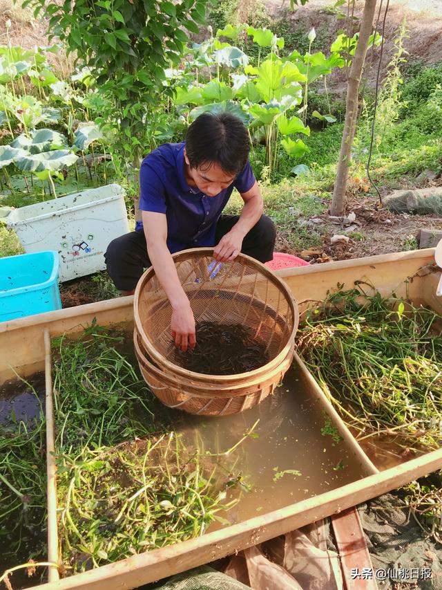 这个山东来的博士，在仙桃张沟攻关黄鳝全人工繁育……