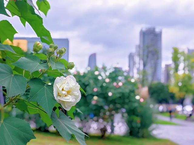 2023天府芙蓉花节开幕，成都赏花攻略来了