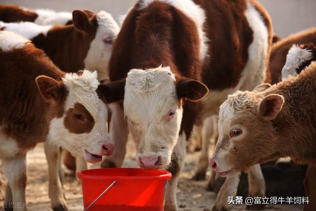 肉牛繁殖问题及解决办法