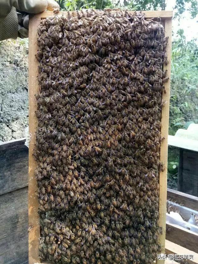 看蜂巢不同区域温湿度差异，论春繁时该怎么保温有利于繁蜂