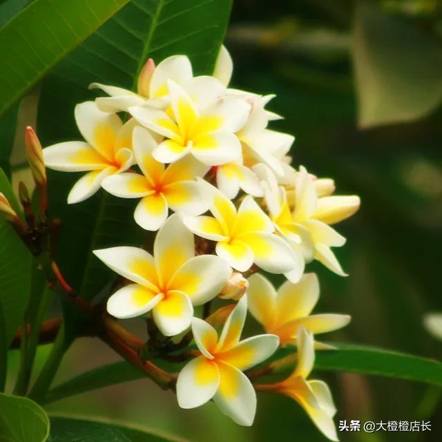 分享图片——漂亮的鸡蛋花