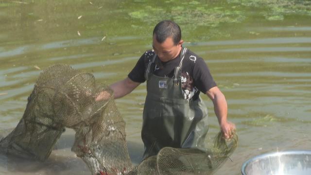 本地小龙虾上市 价格走俏供不应求