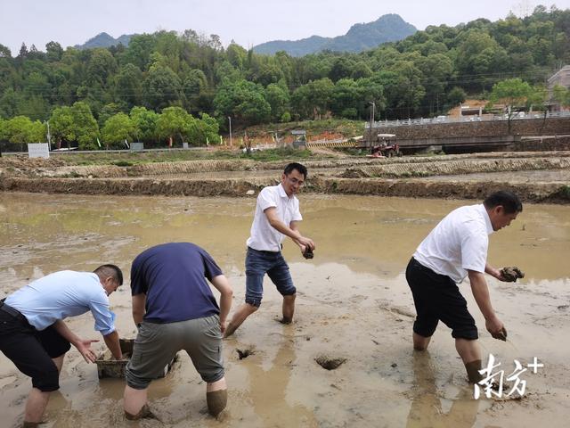 东源西溪试养禾虫，预计亩产可达3万元