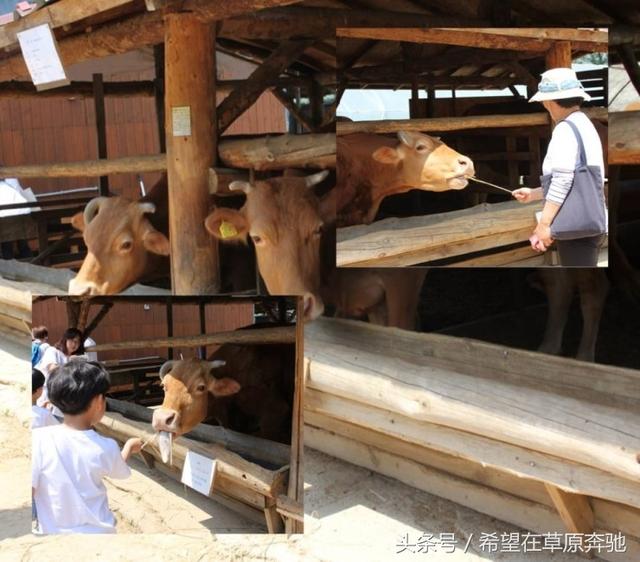 肉牛养殖场是否可以转变成休闲观光牧场？可借鉴韩国韩牛体验农场