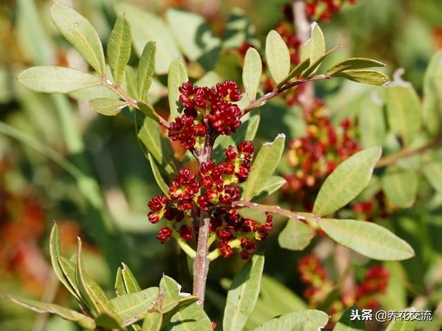 选购清香木和栀子花盆栽要注意分辨真假