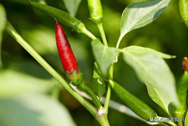 辣椒塑料大棚栽培管理！提高塑料大棚辣椒种植水平，增加产量