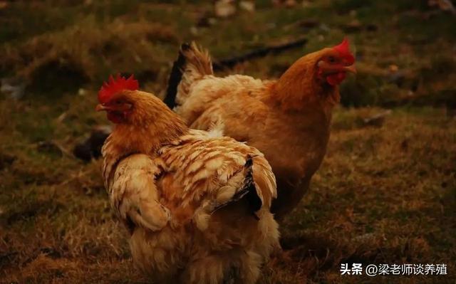 教你几招养土鸡挣钱秘诀