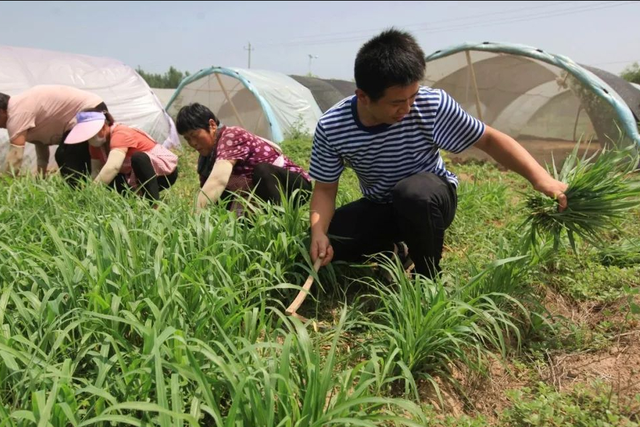 1座大棚蚂蚱40天卖2500元，颠覆你的想象，河北夫妻去年净挣40万