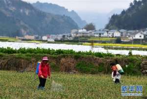 遵义鹌鹑养殖(“两业”联动促增收——贵州脱贫攻坚一线稳就业强产业见闻)