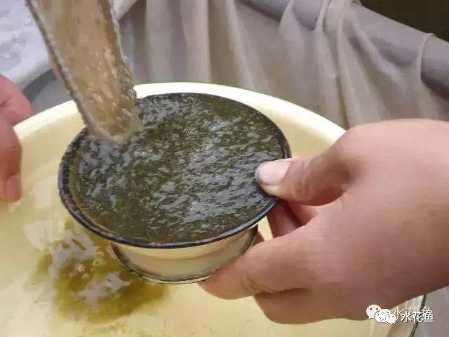 简单明了：水花育苗的饲养方法