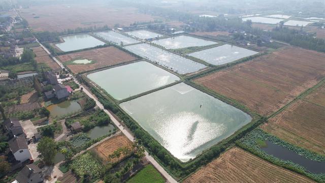 去乡村“捞虾”！枝江市本地养殖基围虾丰产上市