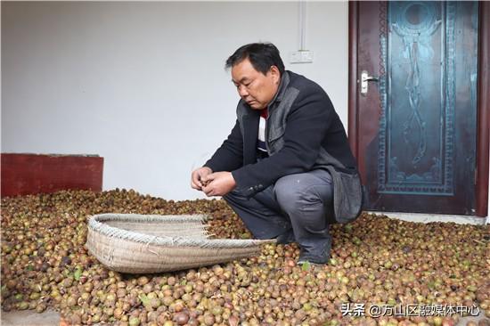 林上茶油，林下养鸡，袁再余的致富路不一般！