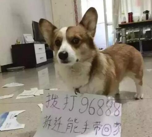 饲养柯基犬经验总结，不少人看完都说难，更何况在养的