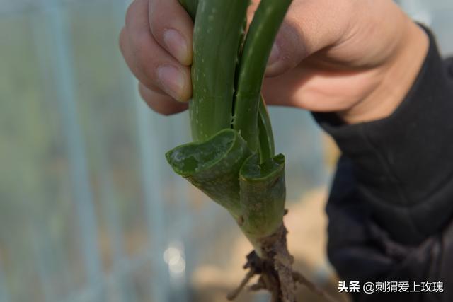 “芦”株点点“荟”就致富路