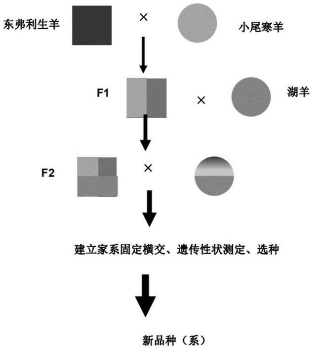 鹅与鸭杂交后会产生后代吗？有人做过相关实验，这是条致富之路？