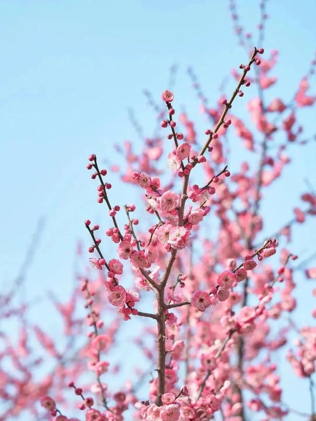 梅花的种植养护窍门，寒冬中的温暖之选