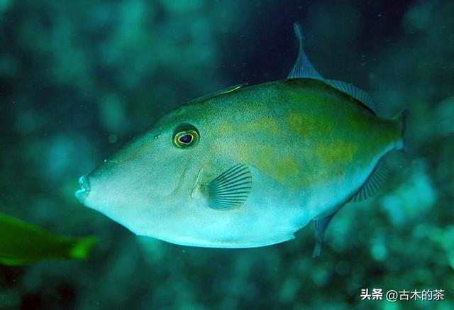 绿鳍马面鲀的生物学特性和养殖技术