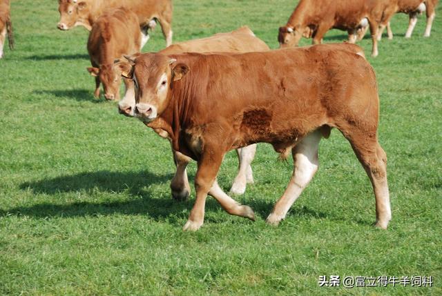 肉牛繁殖问题及解决办法