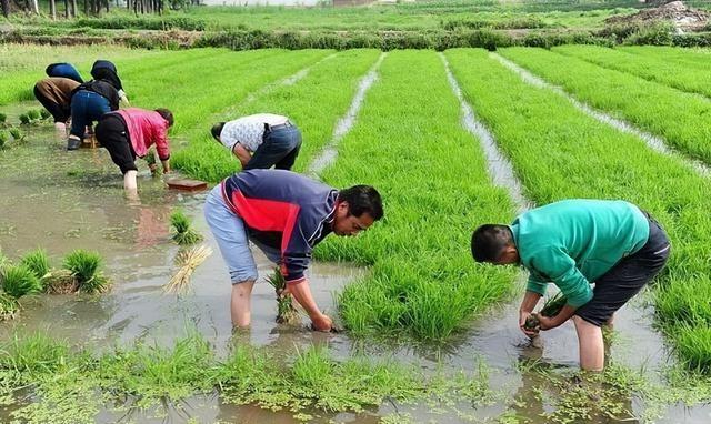 农民也要持证上岗了，你还能种地吗，不考能行吗