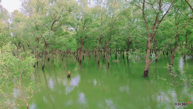 藏在钦州康熙岭海堤的“秘密”栈道，还有一群“白色精灵”