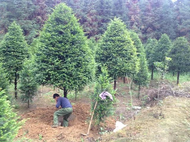 生态循环模式养殖土鸡，实现循环链必须要掌握的四条规划要领！