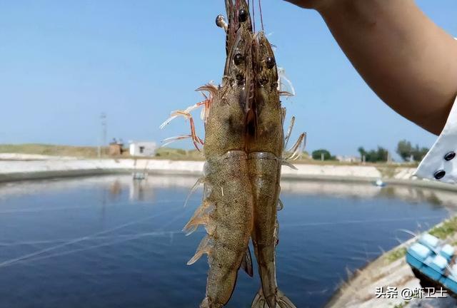 养虾人注意了，对虾养殖亏多赚少，这几点才是养虾的正确方式！