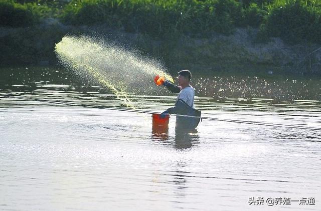 消毒剂在水产养殖中高效、安全使用，病死鱼勿乱扔