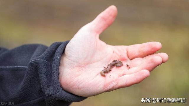 挂蚯蚓钓鱼也要有针对性，五种蚯蚓挂钩方法，各有利弊