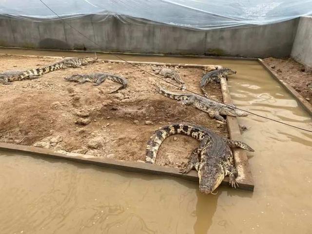 三门有人在家门口办起鳄鱼专业养殖场