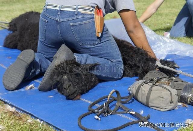 经济效益高达100万的新兴养殖项目？拥有比猪牛羊高的经济价值？