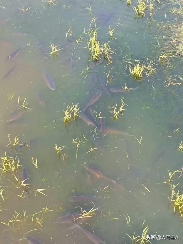 翘嘴红鲌侵入四川邛海，疯狂繁殖泛滥，却有一致命弱点：肉质鲜美