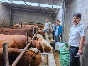 贵州毕节肉牛养殖(工行毕节分行：乡村振兴金融助 牛儿牵出幸福路)