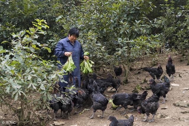 林下养鸡，首先要搞清楚下面这6个问题！