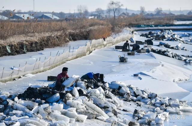 全景实拍！冰天雪地，东港挖蛏人……