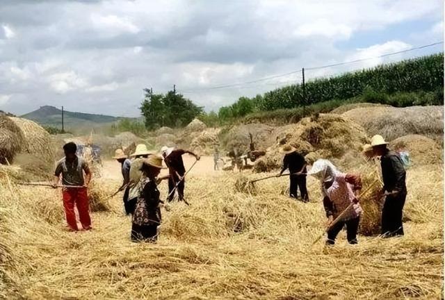 陕西方言故事：乐怀居乡土记忆系列之三夏来临 漫话“场活”