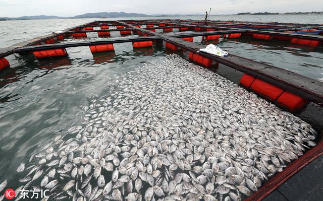 韩国海上养殖场养鱼集体死亡 水面白茫茫一片