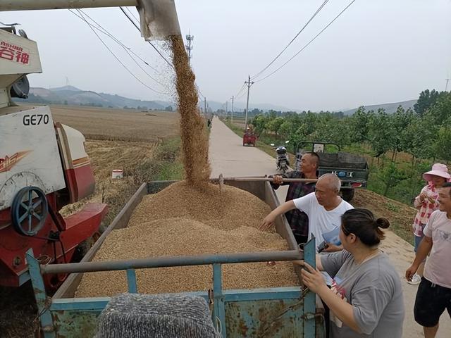 河南鲁山：抢收抢种战“三夏” 烘晾防霉保丰收