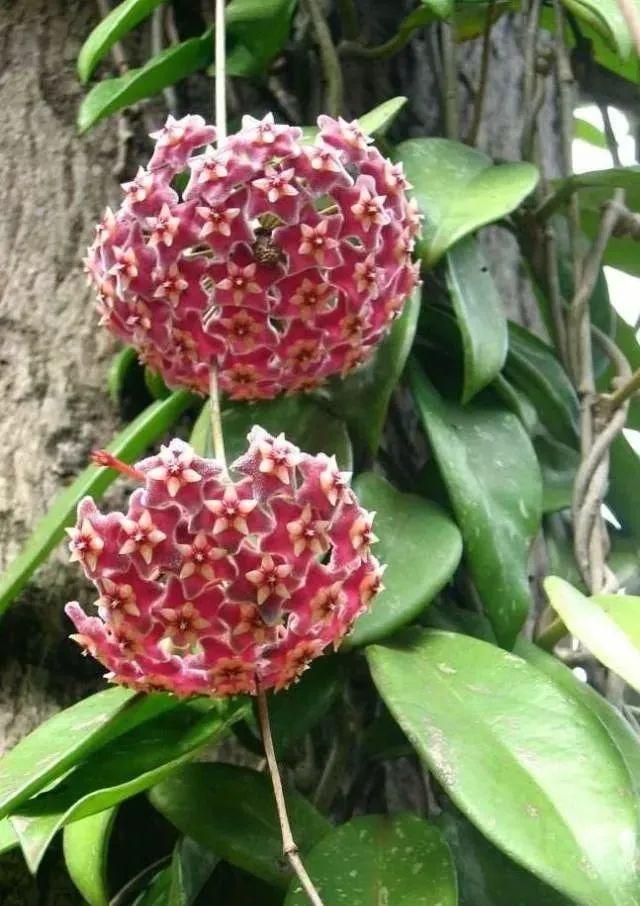 去年初夏阳台上种的球兰开着花爬到了邻居家，非常有趣