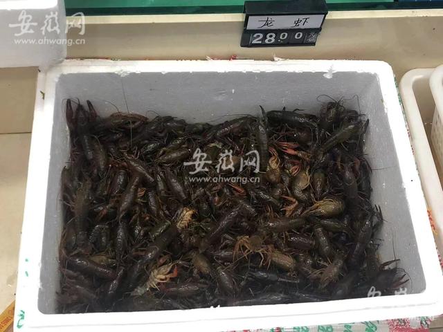 又到一年龙虾季！“合肥本地虾”占主打 量价比往年有所下跌