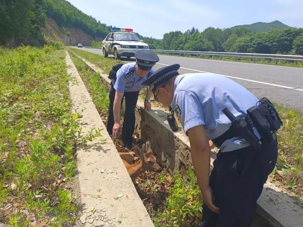 呆萌小狍子迷路受伤，幸亏遇见了他们