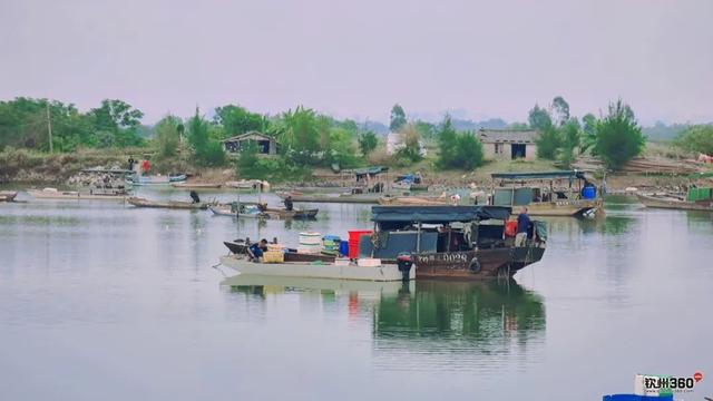 藏在钦州康熙岭海堤的“秘密”栈道，还有一群“白色精灵”