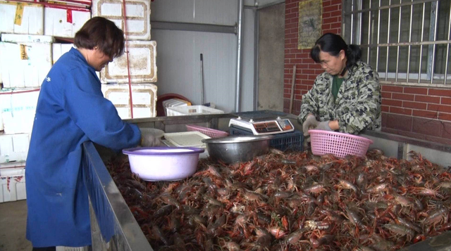 每天销售额近5万元！岳阳县这个乡里面的龙虾有点“甜”