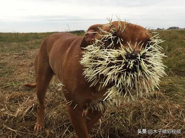 背上满是刺，曾被大量养殖，一只上千元，如今养殖户却纷纷弃养