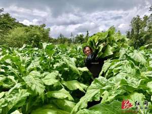 湘西野猪养殖场(云顶村织就“云端梦”——州烟草公司驻村帮扶小记)